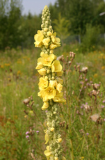 Koenigskerze-2.jpg